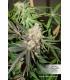 Glueberry OG (Dutch Passion)
