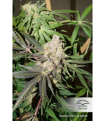 Glueberry OG (Dutch Passion)