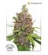 AutoGlueberry OG (Dutch Passion)