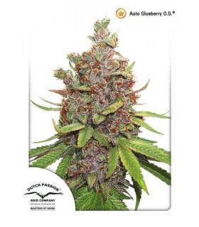 AutoGlueberry OG (Dutch Passion)