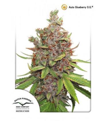 AutoGlueberry OG (Dutch Passion)
