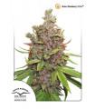 AutoGlueberry OG