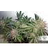 AutoGlueberry OG (Dutch Passion)
