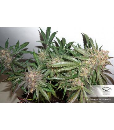 AutoGlueberry OG (Dutch Passion)
