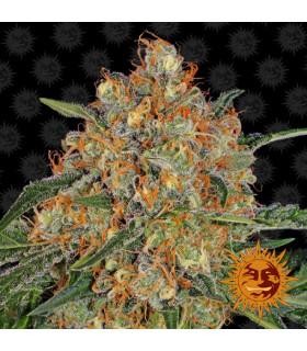 Orange Sherbert (Barney's Farm)
