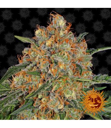 Orange Sherbert (Barney's Farm)