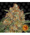 Orange Sherbert