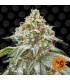 Pink Kush (Barney's Farm)