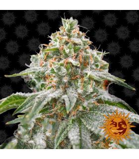 Pink Kush (Barney's Farm)