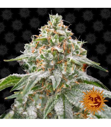 Pink Kush (Barney's Farm)