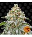 Pink Kush
