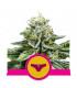 Sherbet Queen (Royal Queen Seeds)