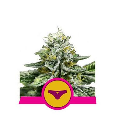 Sherbet Queen (Royal Queen Seeds)