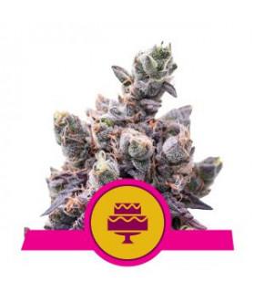 Wedding Gelato (Royal Queen Seeds)