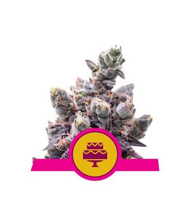 Wedding Gelato (Royal Queen Seeds)