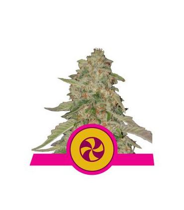 Sweet Zkittlez (Royal Queen Seeds)