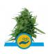 Solomatic CBD (Royal Queen Seeds)