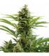 Vesta (Buddha Seeds)