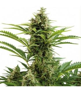 Vesta (Buddha Seeds)
