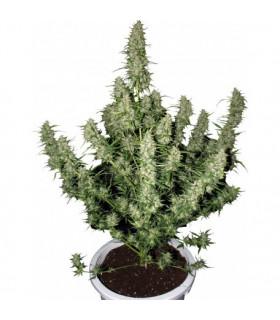 Magnum (Buddha Seeds)