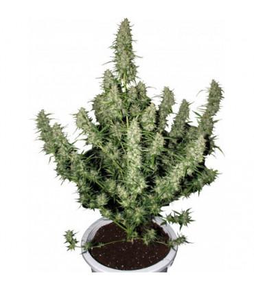 Magnum (Buddha Seeds)