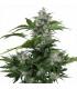 White Dwarf (Buddha Seeds)