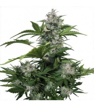 White Dwarf (Buddha Seeds)