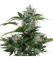 White Dwarf Auto