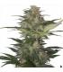 Red Dwarf (Buddha Seeds)