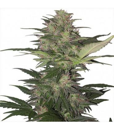 Red Dwarf (Buddha Seeds)