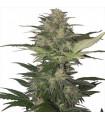 Red Dwarf Auto