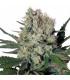 Syrup (Buddha Seeds)
