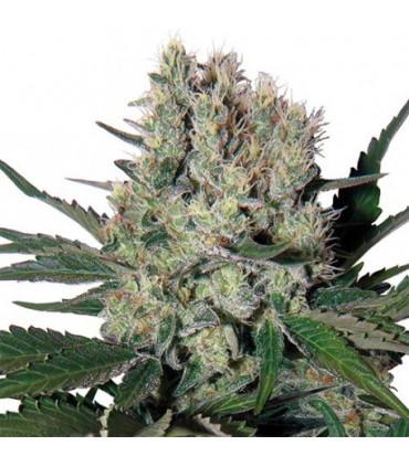 Syrup (Buddha Seeds)