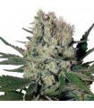 Syrup Auto
