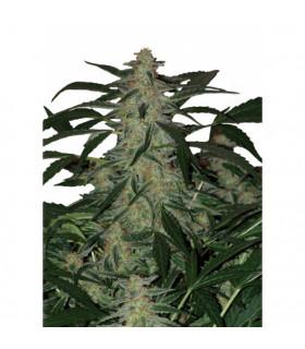 Deimos  (Buddha Seeds)