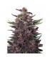 Purple Kush (Buddha Seeds)