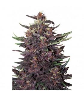 Purple Kush (Buddha Seeds)