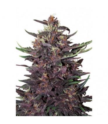 Purple Kush (Buddha Seeds)