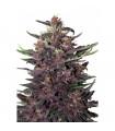 Purple Kush Auto
