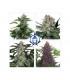 Assorted Mix Auto (Buddha Seeds)