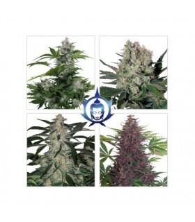 Assorted Mix Auto (Buddha Seeds)