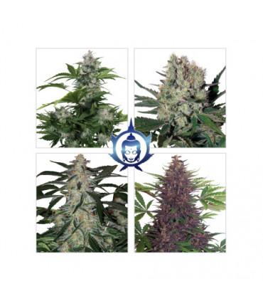 Assorted Mix Auto (Buddha Seeds)