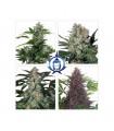 Assorted Mix Auto