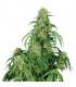 Calamity Jane (Buddha Seeds)