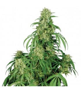 Calamity Jane (Buddha Seeds)