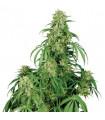 Calamity Jane Auto