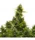 Medikit Auto (Buddha Seeds)