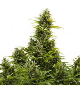 Medikit Auto (Buddha Seeds)