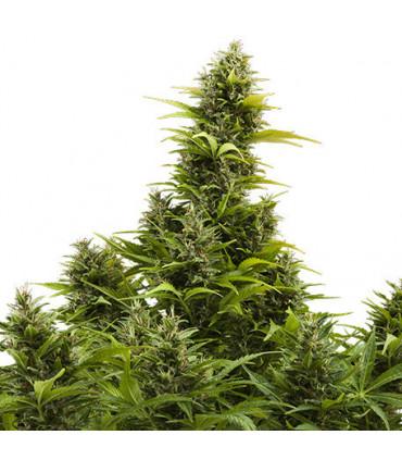 Medikit Auto (Buddha Seeds)