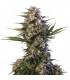 Kraken (Buddha Seeds)